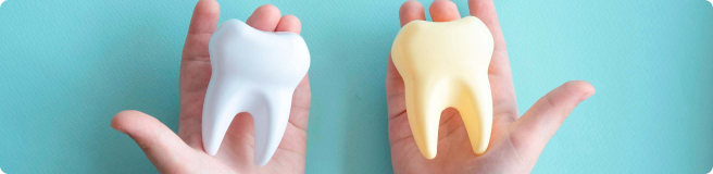 tooth models