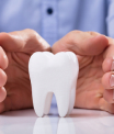 tooth model